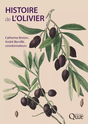 Histoire de l'olivier - Catherine Breton, André Bervillé - Quae