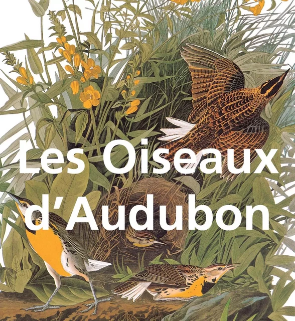 Les Oiseaux d'Audubon - John James Audubon - Parkstone International