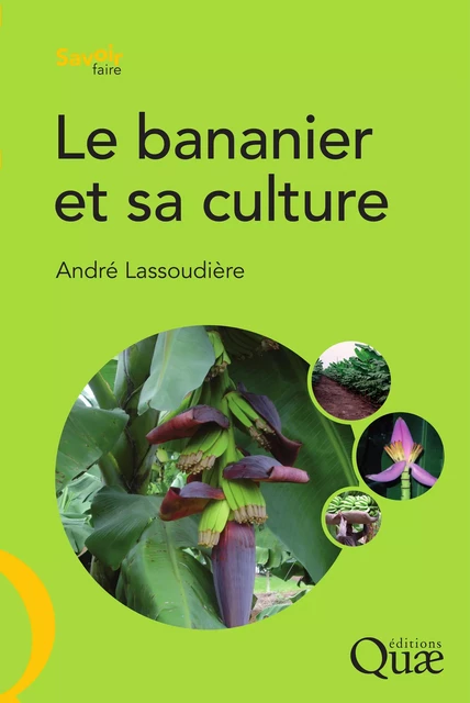 Le bananier et sa culture - André Lassoudière - Quae