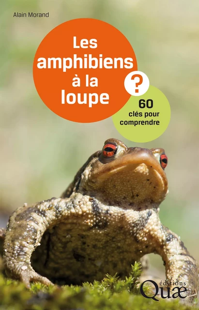 Les amphibiens à la loupe - Alain Morand - Quae