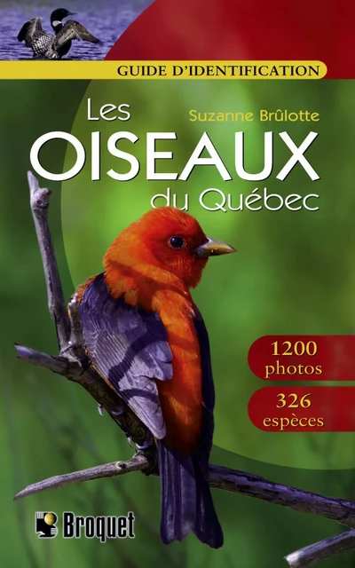 Les oiseaux du Québec - Guide d'identification - Suzanne Brûlotte - Broquet