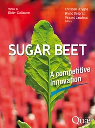 Sugar beet