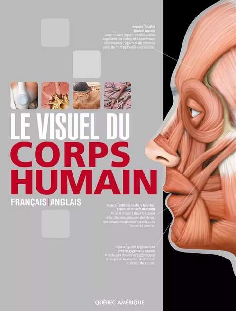 Le Visuel du corps humain -  QA international Collectif - Québec Amérique