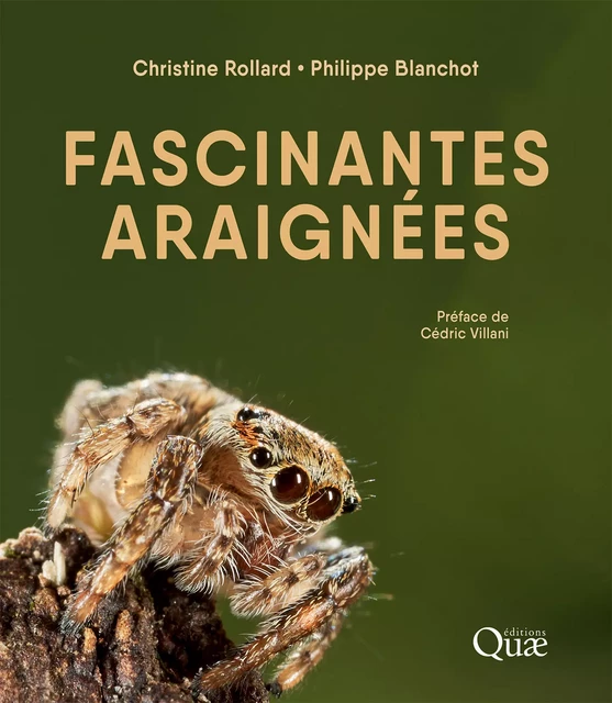 Fascinantes araignées - Christine Rollard - Quae