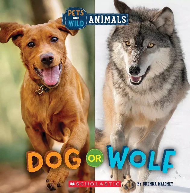 Dog or Wolf (Wild World: Pets and Wild Animals) - Brenna Maloney - Scholastic Inc.