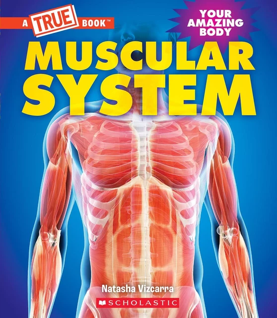 Muscular System (A True Book: Your Amazing Body) - Natasha Vizcarra - Scholastic Inc.