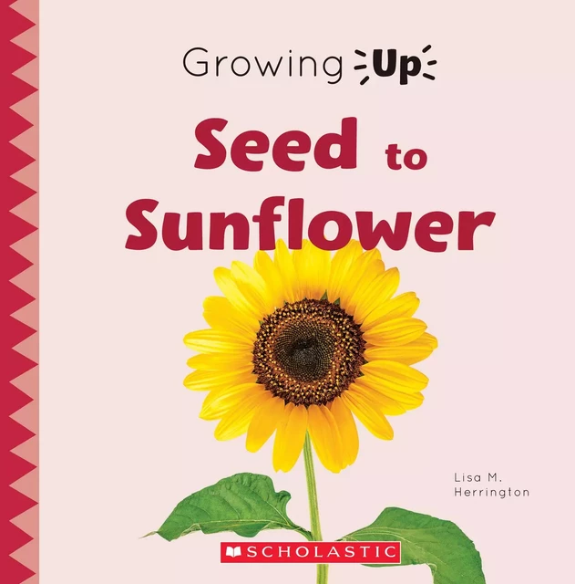 Seed to Sunflower (Growing Up) - Lisa M. Herrington - Scholastic Inc.