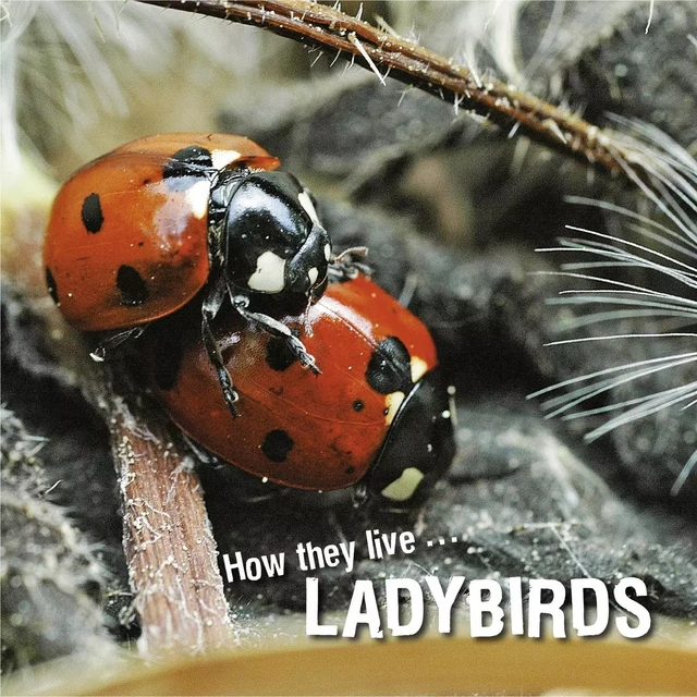 How they live... Ladybirds - David Withrington, Ivan Esenko - Okaši