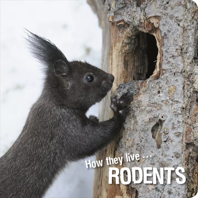 How they live... Rodents - David Withrington, Ivan Esenko - Okaši