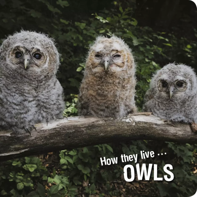 How they live... Owls - David Withrington, Ivan Esenko - Okaši