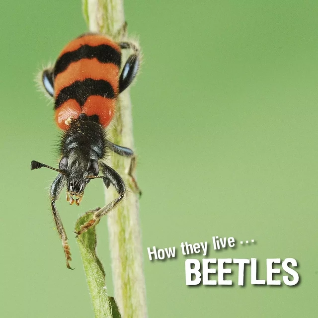 How they live... Beetles - David Withrington, Ivan Esenko - Okaši