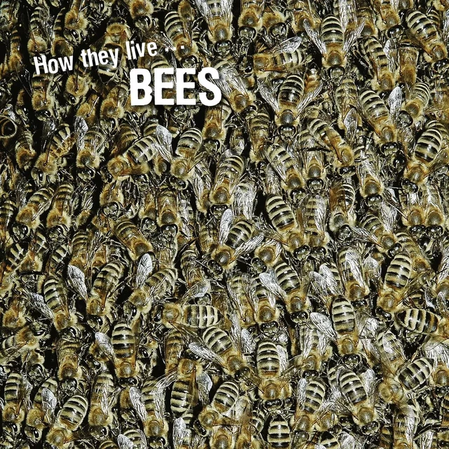 How they live... Bees - David Withrington, Ivan Esenko - Okaši