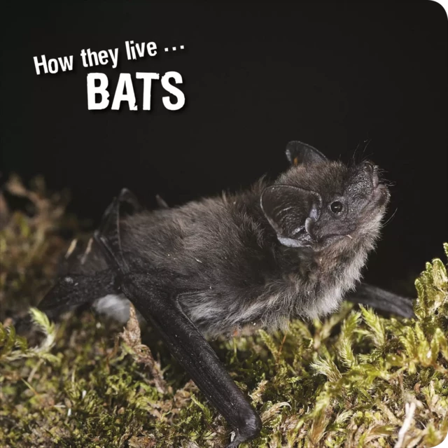 How they live... Bats - David Withrington, Ivan Esenko - Okaši