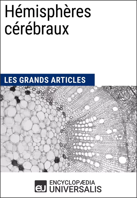 Hémisphères cérébraux -  Encyclopaedia Universalis - Encyclopaedia Universalis